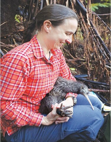 A member of the Capital Kiwi Project team holding a male kiwi after changing a transmitter placed on the bird’s leg before re-release into the wild on Tawa Hill, Terawhiti Station, in Wellington.—AFP